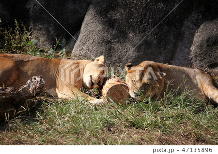 ライオン 47135896