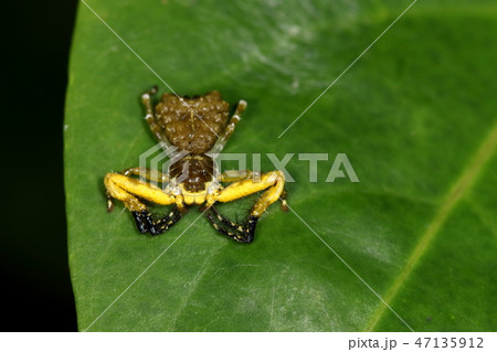 生き物　蜘蛛　ヘリジロツケオグモ、多分何かに擬態しているはずですが・・・。緑の葉の上では目立ちます 47135912