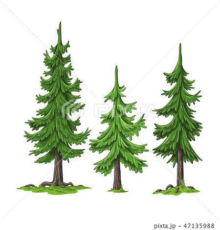 Deodar Cedar Tree Stock Illustrations Cliparts and Royalty Free Deodar  Cedar Tree Vectors