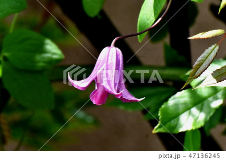 三鷹中原に咲く紫色のハンショウヅルの花 三鷹中原に咲く紫色のハンショウヅルの花 47136245