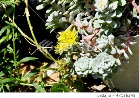 三鷹中原に咲く黄色いエケベリアの花 三鷹中原に咲く黄色いエケベリアの花 47136248
