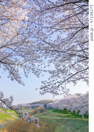 見沼田んぼの桜並木　大和田緑地公園　日本一の桜回廊 47136275