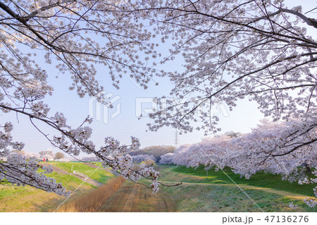 見沼田んぼの桜並木 大和田緑地公園 日本一の桜回廊 見沼田んぼの桜並木 大和田緑地公園 日本一の桜回廊 47136276