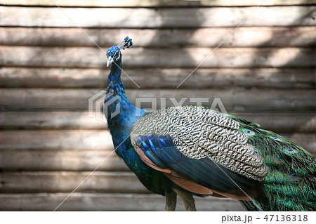 インドクジャク 47136318