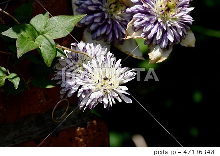 三鷹中原に咲く紫と白複色のクレマチス-テッセン 三鷹中原に咲く紫と白複色のクレマチス-テッセン 47136348