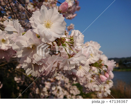 満開の八重桜 47136367