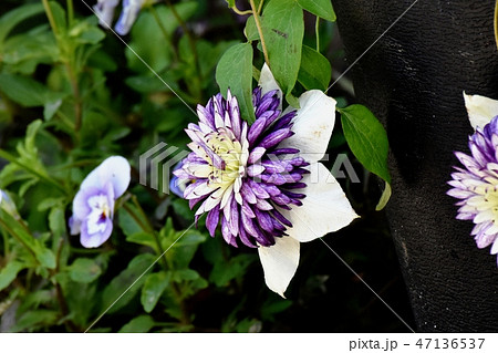 三鷹中原に咲く紫と白複色のクレマチス-テッセン 三鷹中原に咲く紫と白複色のクレマチス-テッセン 47136537