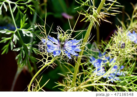 三鷹中原に咲く青いニゲラの花 三鷹中原に咲く青いニゲラの花 47136548