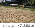 稲刈りが終わった田んぼ 稲刈りが終わった田んぼ 47136810