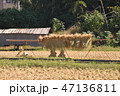 田んぼの稲刈り 田んぼの稲刈り 47136811