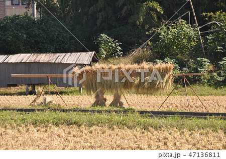 田んぼの稲刈り 田んぼの稲刈り 47136811