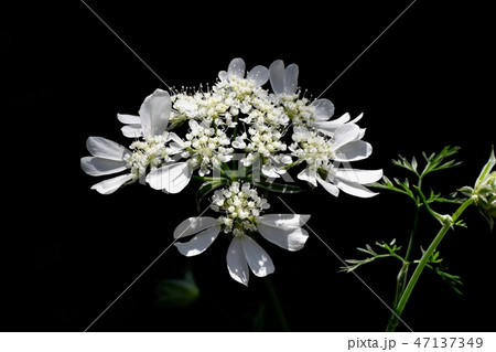 三鷹中原に咲く白いオルレア（オルレア・ホワイトレース）. 47137349