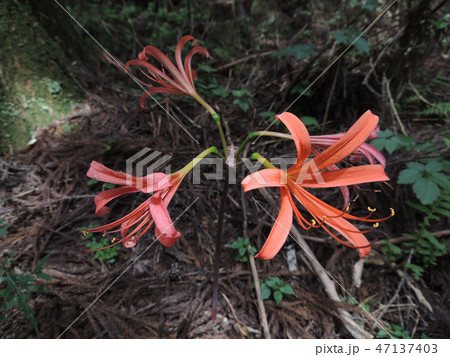 オオキツネノカミソリ オオキツネノカミソリ 47137403