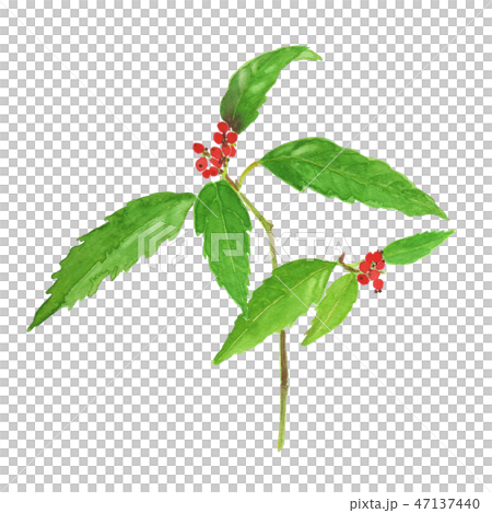 Sarcandra glabra千 Sarcandra glabra千 47137440