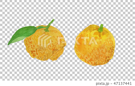 citrus junos　ゆず　水彩 47137441