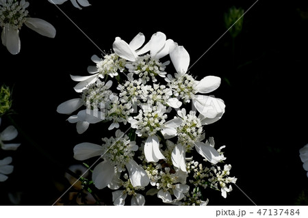 三鷹中原に咲く白いオルレア オルレア ホワイトレース の写真素材