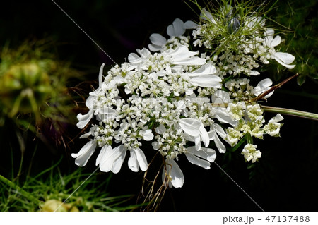 三鷹中原に咲く白いオルレア(オルレア・ホワイトレース) 三鷹中原に咲く白いオルレア(オルレア・ホワイトレース) 47137488