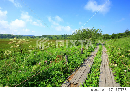 長野県 夏の八島ヶ原湿原 長野県 夏の八島ヶ原湿原 47137573