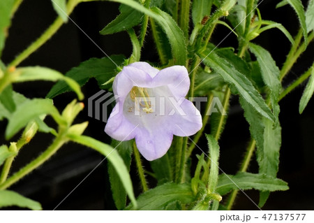 三鷹中原に咲く薄紫色のホタルブクロ 三鷹中原に咲く薄紫色のホタルブクロ 47137577