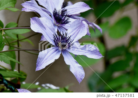 三鷹中原に咲く薄青色のクレマチス 三鷹中原に咲く薄青色のクレマチス 47137581