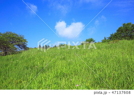 長野県 夏の八島ヶ原湿原 長野県 夏の八島ヶ原湿原 47137608