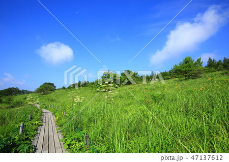 長野県　夏の八島ヶ原湿原 47137612