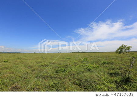 温根内の木道から眺望する釧路湿原（新緑期～初夏） 47137638