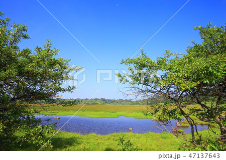 長野県　夏の八島ヶ原湿原 47137643