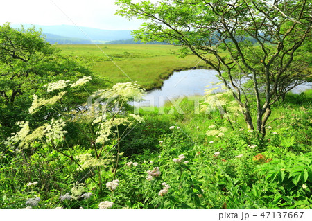 長野県　夏の八島ヶ原湿原 47137667