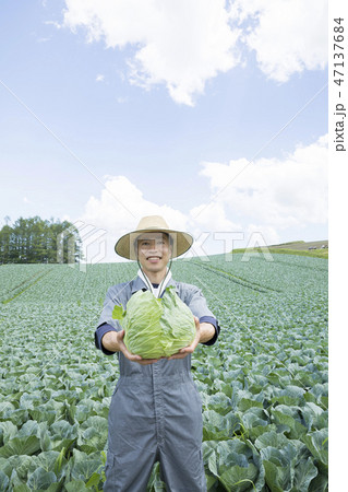 キャベツ畑とキャベツと生産者　産地直送 47137684