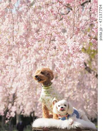 しだれ桜と犬２匹 47137704