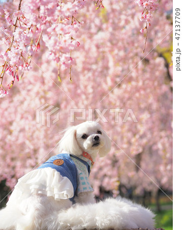 しだれ桜と振り返る白い犬 47137709