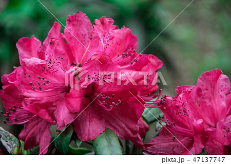 早春の花 早春の花 47137747