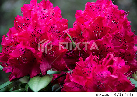 早春の花 47137748