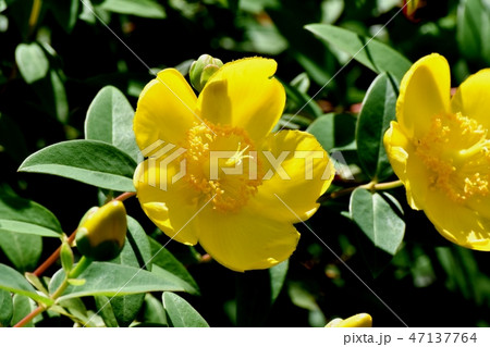三鷹中原に咲く黄色いキンシバイ 47137764