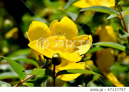 三鷹中原に咲く黄色いキンシバイ 47137767