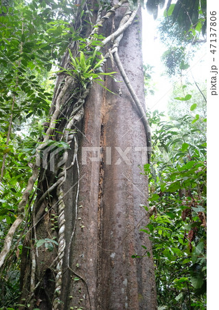 Huge standing timber in deep forest 47137806