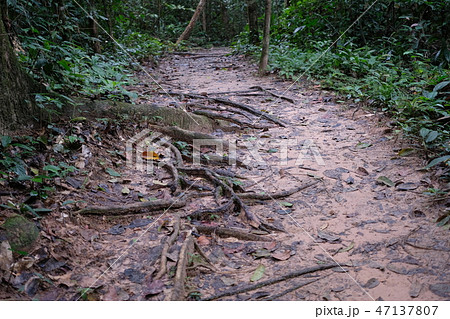 Halfway in deep jungle after rain 47137807