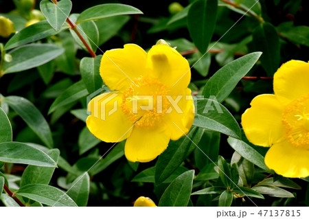 三鷹中原に咲く黄色いキンシバイ 47137815