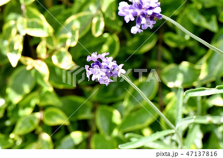三鷹中原に咲く紫色のラベンダー 三鷹中原に咲く紫色のラベンダー 47137816