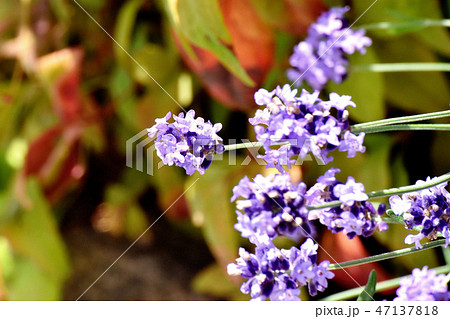三鷹中原に咲く紫色のラベンダー 三鷹中原に咲く紫色のラベンダー 47137818