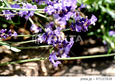 三鷹中原に咲く紫色のラベンダー 三鷹中原に咲く紫色のラベンダー 47137836