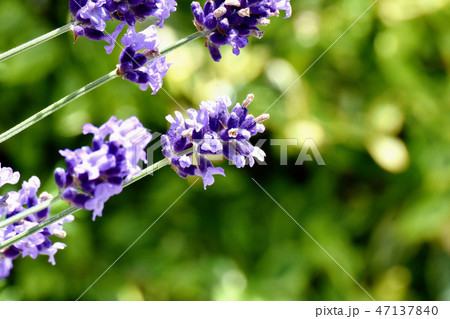 三鷹中原に咲く紫色のラベンダー 47137840