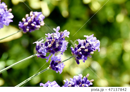 三鷹中原に咲く紫色のラベンダー 47137842