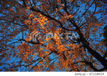 ほんのり照らされる桜 47138024