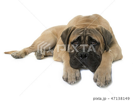 young bull mastiff in studio young bull mastiff in studio 47138149