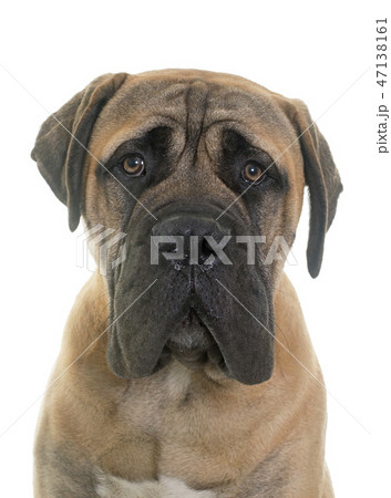young bull mastiff in studio young bull mastiff in studio 47138161