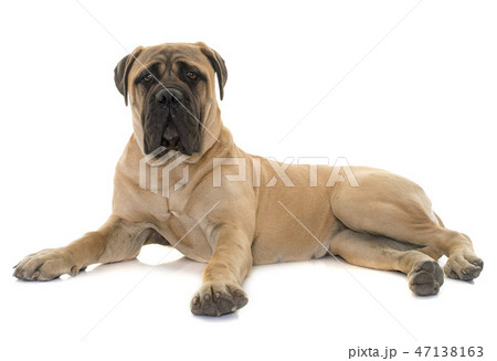young bull mastiff in studio 47138163
