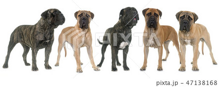 bull mastiffs in studio bull mastiffs in studio 47138168