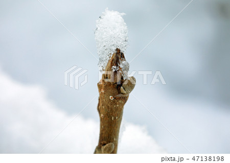雪帽子を被ったオニグルミの冬芽 福島県只見町 雪帽子を被ったオニグルミの冬芽 福島県只見町 47138198